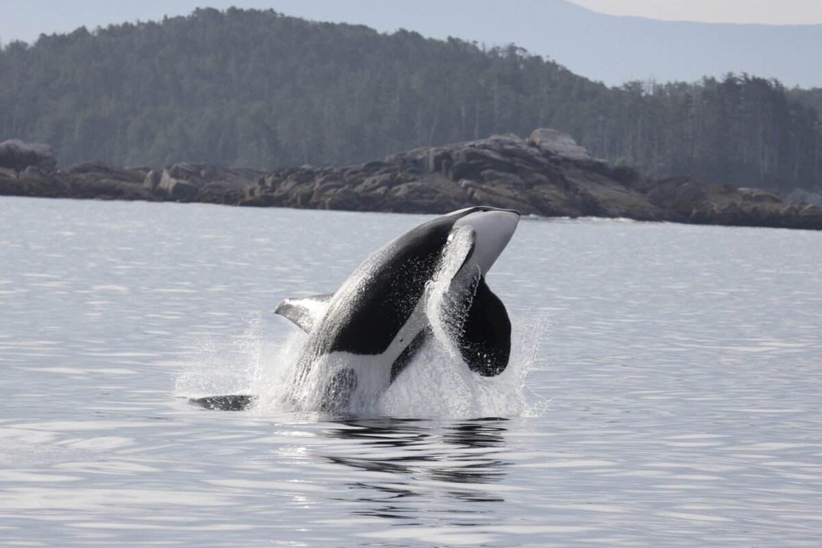 Southern resident killer whale jumping in the air.
