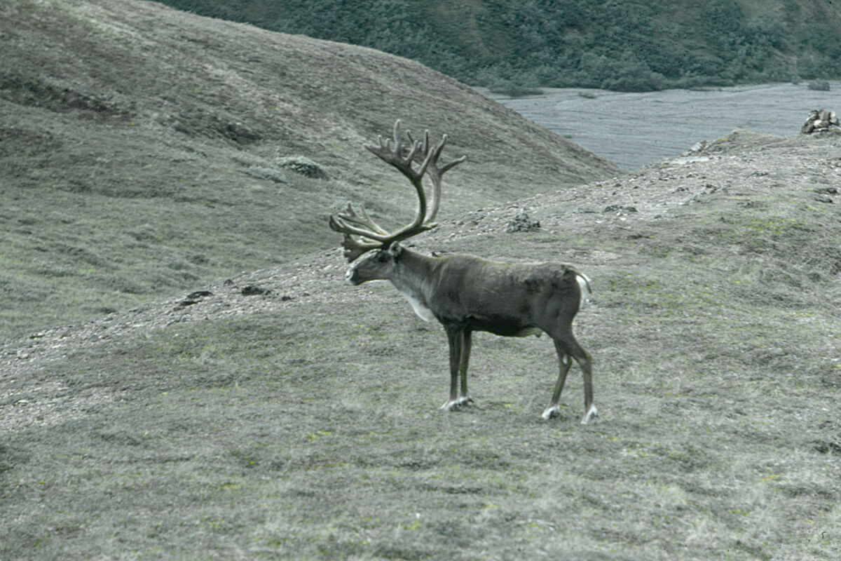 Caribou - R.Sloan