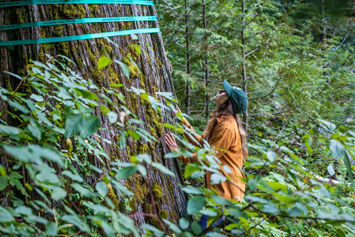 Campaigner Charlotte Dawe touching and looking up at a huge cedar tree with logging tape tied around it.