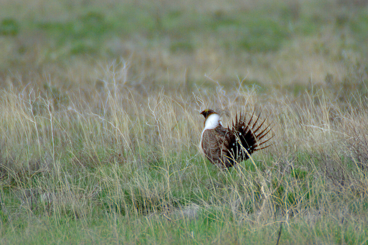 Greater Sage-grouse ©C. Olson