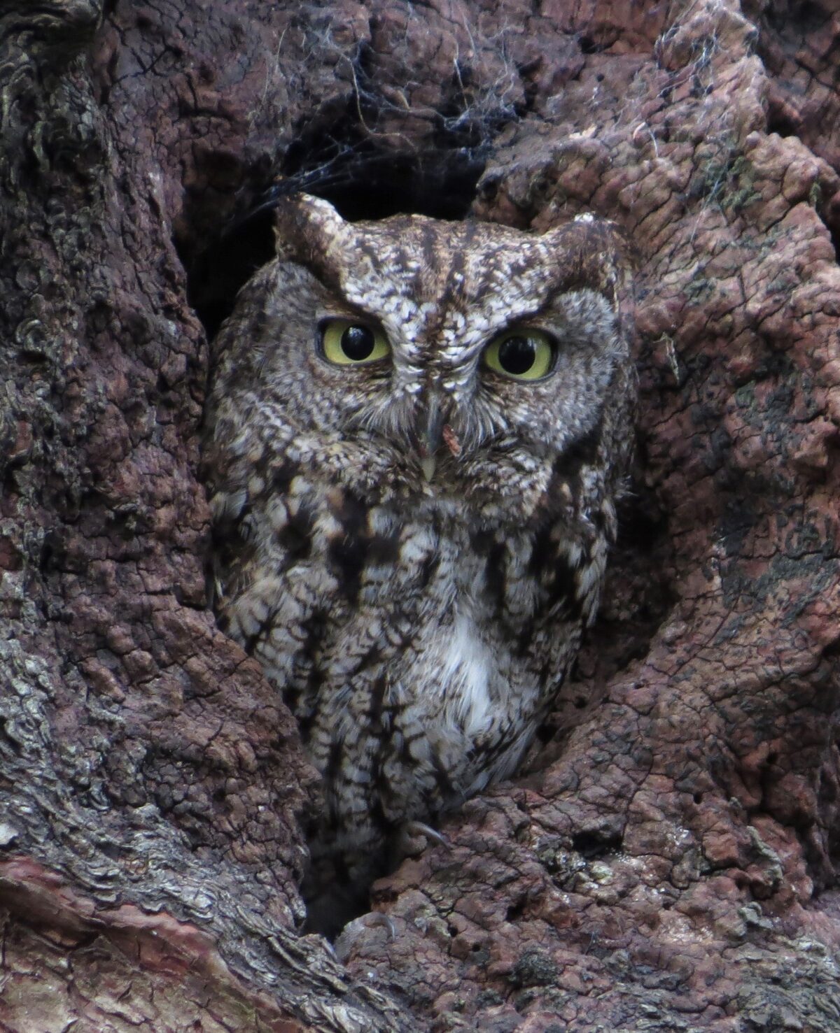 Coastal Western Screech-Owl. Photo by Ren Ferguson.
