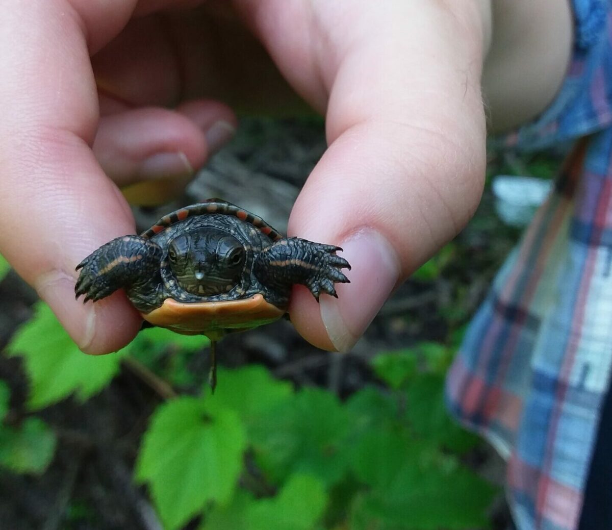 Baby painted turtle being held with fingers on either side of its shell.