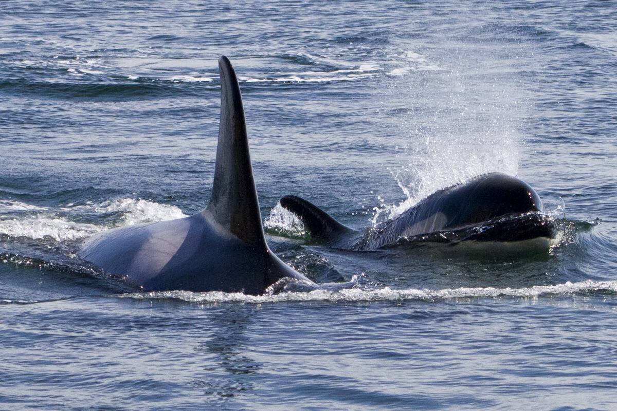 Orcas swimming