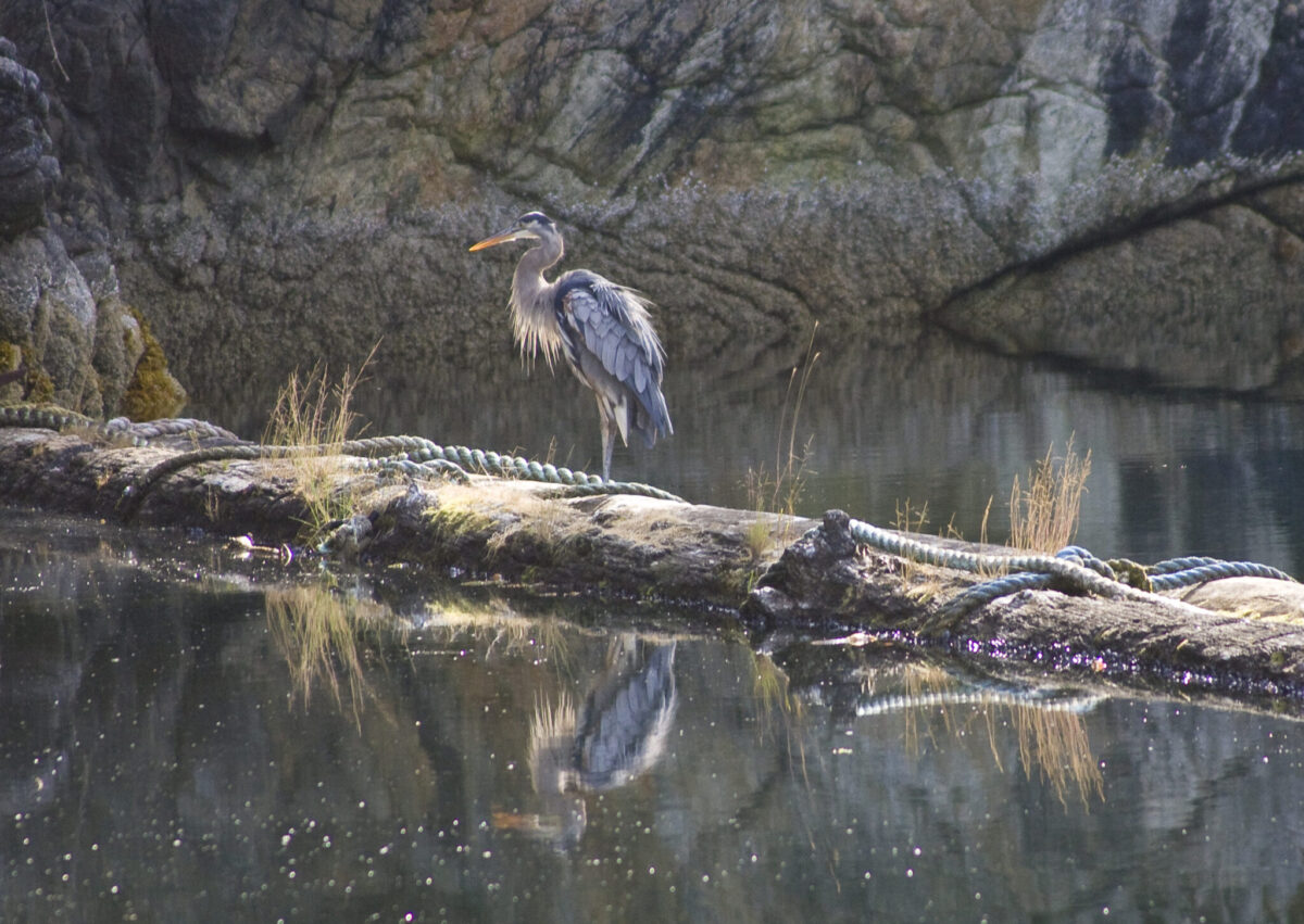 great blue heron on a log