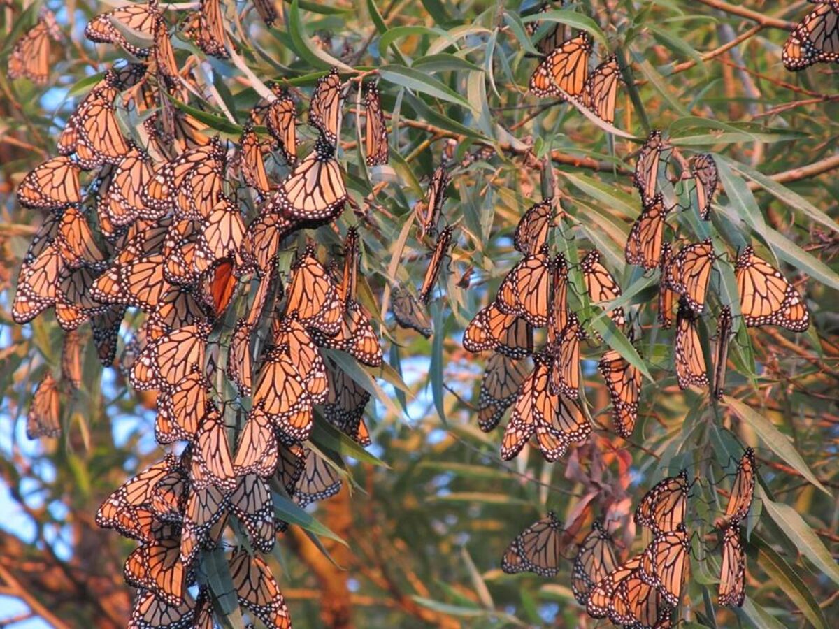 Several orange butterflies grouped together and resting on tree branches.