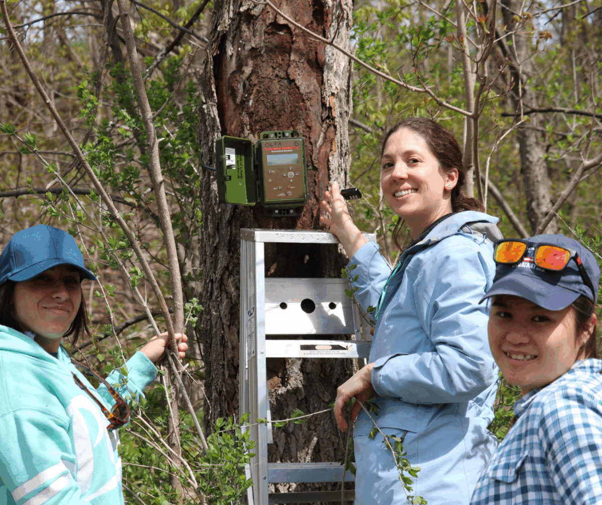 Installing bat monitoring equipment