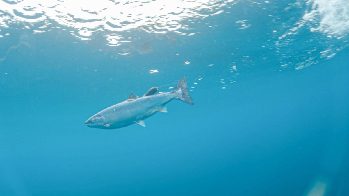 a salmon swims underwater with a small tag attached to its back