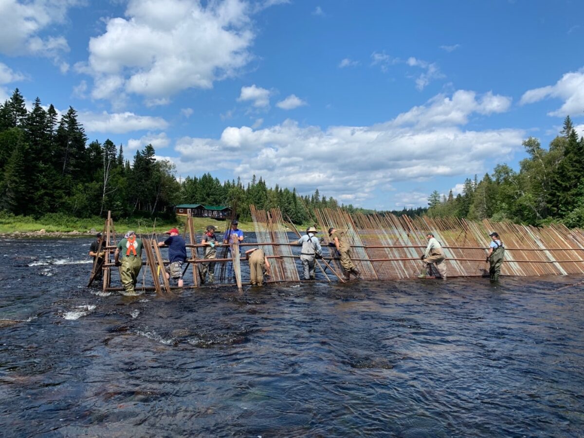 a group of people in waders installing vertical rebar in a fish barrier across a river