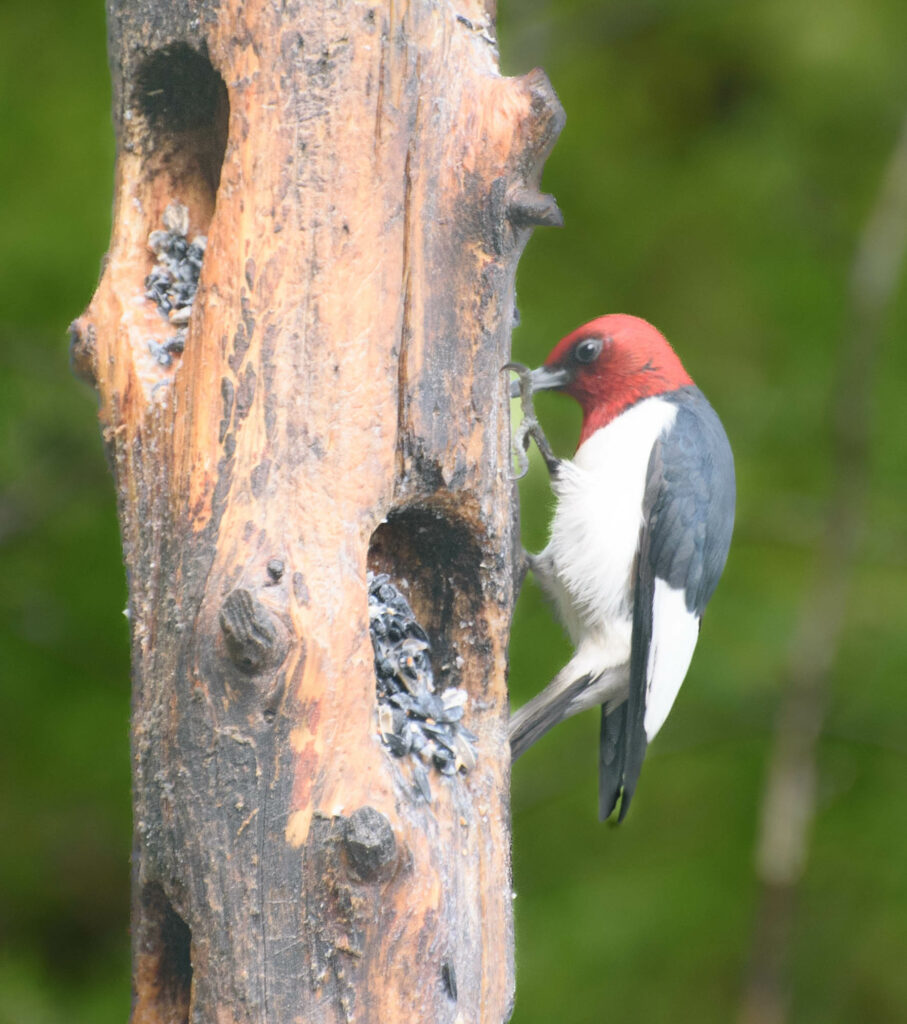 Save the Red Headed Woodpecker. Leave a donation to a wildlife charity like Nature Canada in your Will.