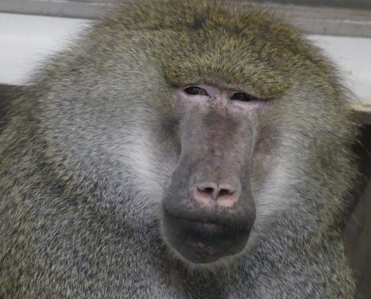 Bruno, an olive baboon