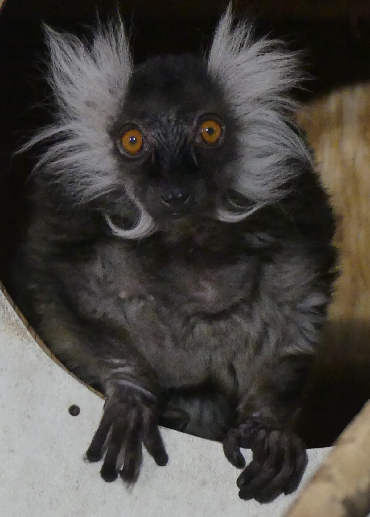 Ricky, a black lemur