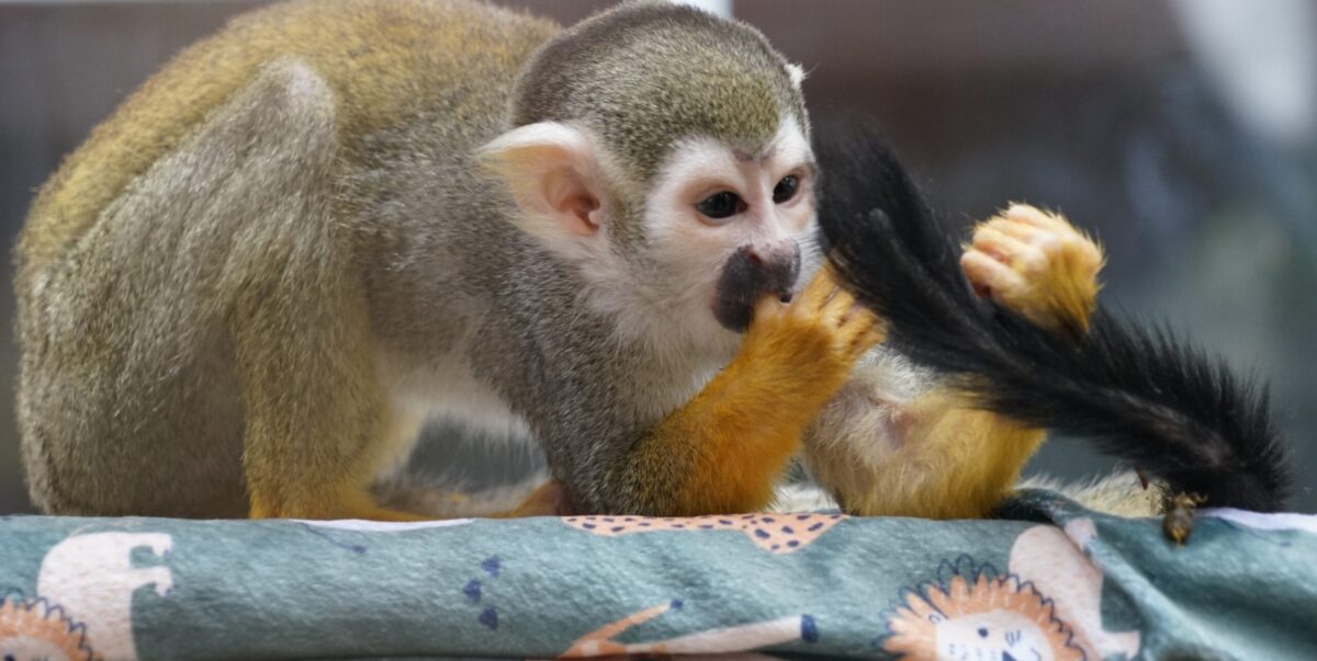 Stevie, a squirrel monkey